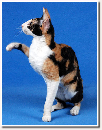 DK Loveid Zeraphina Uniqa