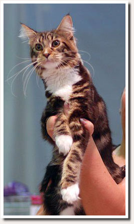 My Cat`s Cradle Graf