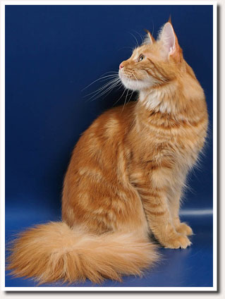 Golden Soul Brightness